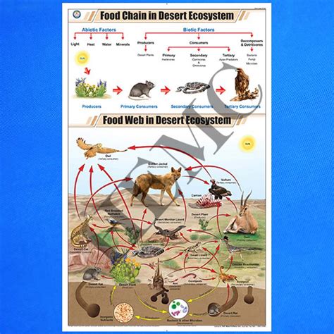 Food Chain in Desert Ecosystem - Laboratory-Products