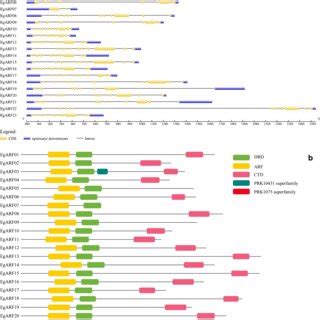 Gene Structural And Conserved Domain Analysis Of Egarf Genes