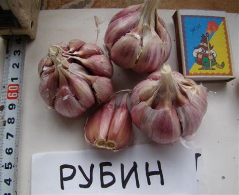 Часник Іспанський рубін - найкращий сорт озимого часнику!