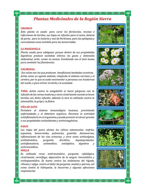 Cuadro Comparativo Pdf Plantas Medicinales Medicamentos Con Receta Images And Photos Finder