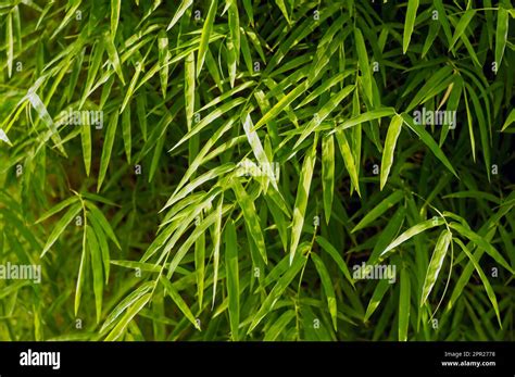 Bamboo Bambusa Sp Green Leaves For Natural Background Stock Photo Alamy