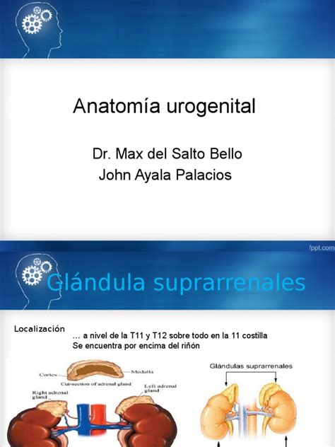 PDF UROLOGIA Anatomia Urogenital Pptx DOKUMEN TIPS