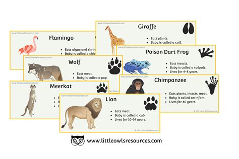Free Zoo Animal Fact Cards Printable