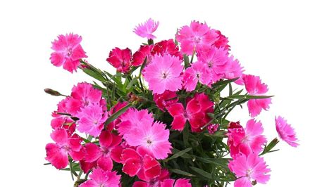 Dianthus Care Guide How To Grow And Care For Perennial Dianthus — Plants By Post