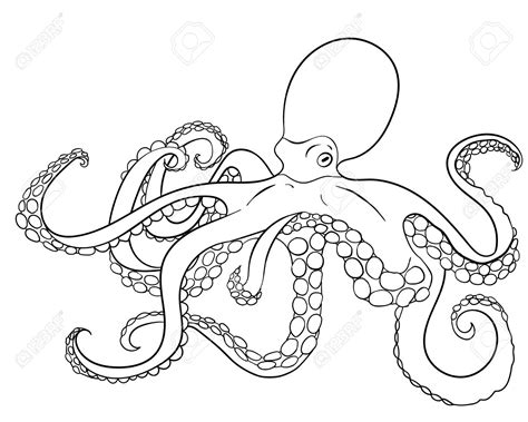 Octopus Drawing Pictures at GetDrawings | Free download