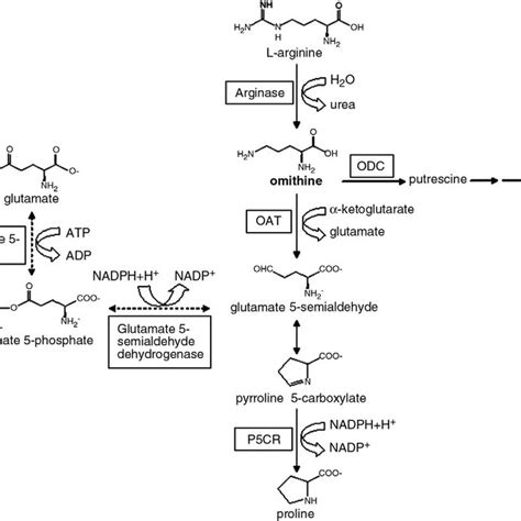 Ornithine And Proline Metabolism ODC Ornithine Decarboxylase P5CR