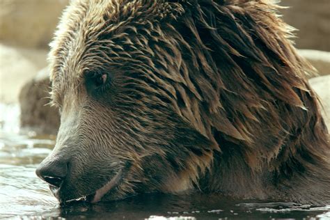 Grizzly Bear Swimming 2 Free Stock Photo Public Domain Pictures