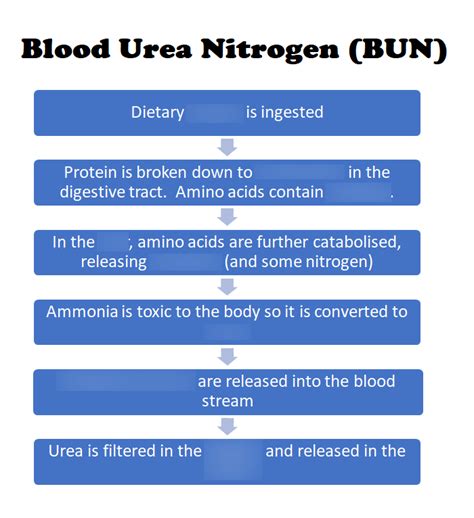 Diagram Of Blood Urea Nitrogen BUN Quizlet