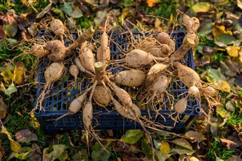 Planting Out Dahlia Tubers In Stages Horticulture Co Uk