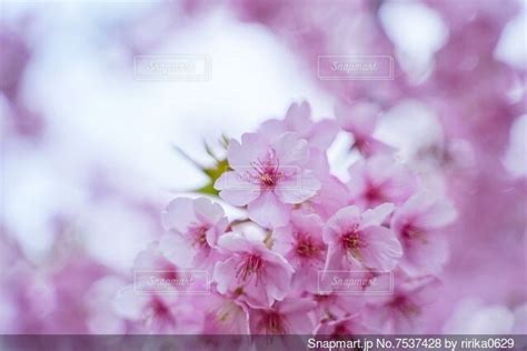 桜のクローズアップの写真・画像素材 7537428 Snapmart（スナップマート）