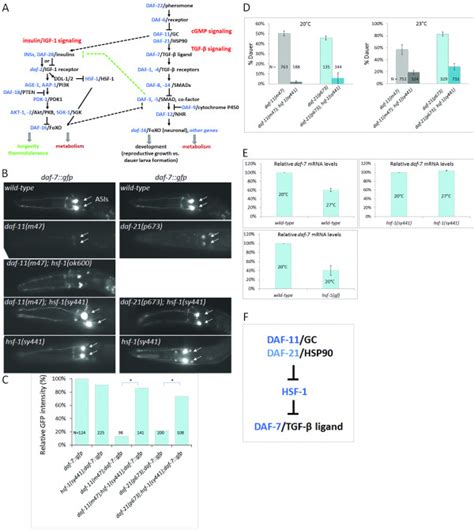 Hsf Represses Daf Expression And Is Negatively Regulated By Daf