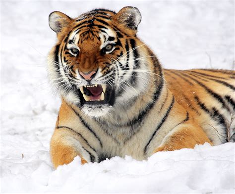 Free Photo Photo Of Tiger Showing His Fangs While Lying On White