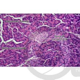 Uomo Pancreas Sezione Trasversale 250X Pancreas Uomo Mammiferi