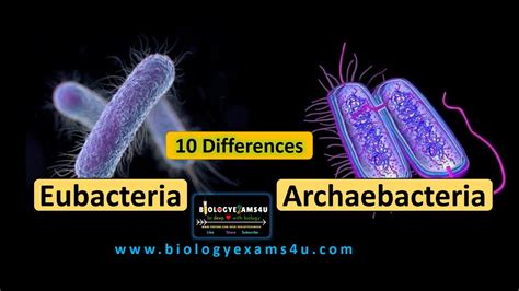 10 Differences between Eubacteria and Archaebacteria || Eubacteria vs ...