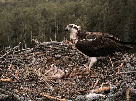 Nido Aguila Pescadora Hoy Nacio El Tercero En Estonia Scre Flickr