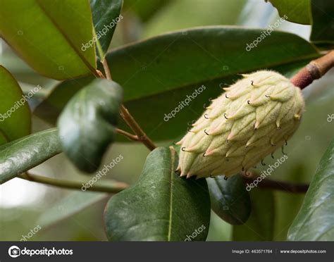 Seed Pods Magnolia Tree Stock Photo by ©pamela_d_mcadams 463571764