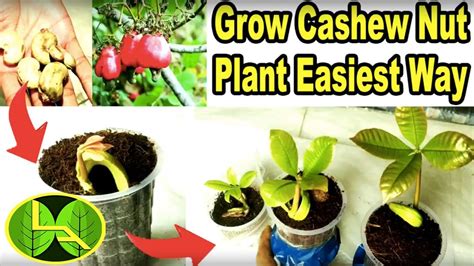 How To Grow Cashew Plant At Home Quick And Easy Way YouTube