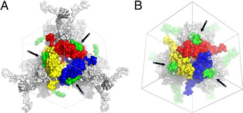 Molecular Arms In Baculovirus And Cypovirus Polyhedra Surface Download Scientific Diagram