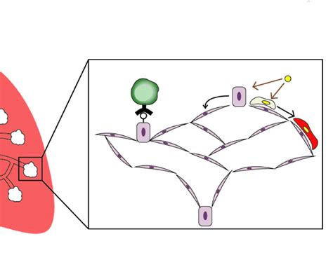 Major Functions Of Lung Resident Tregs In The Regulation Of Epithelial