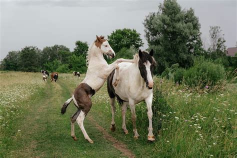 Horse Mating Photos, Download The BEST Free Horse Mating Stock Photos ...