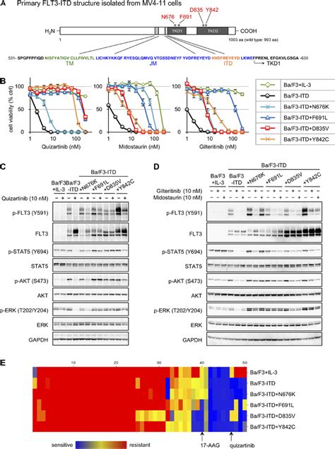 Establishment Of FLT3 ITD And TKD Mutant Transfectants And Drug