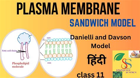 Sandwich Model Of Plasma Membrane Danielli And Davson Model Class 11