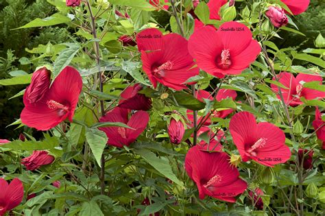 10 Luna RED HARDY HIBISCUS Hibiscus Moscheutos Balhibred Etsy Canada