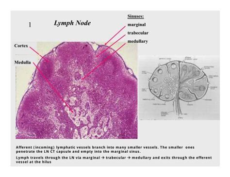 Lymph Node 1