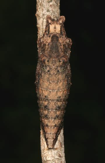 Eastern Tiger Swallowtail Pupa Papilio Glaucus Bugguide Net