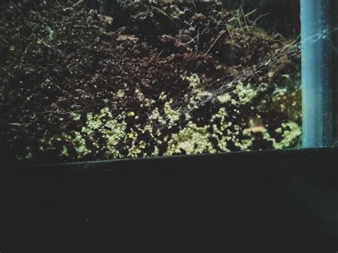 Weird Growth/infestation? : r/reptiles