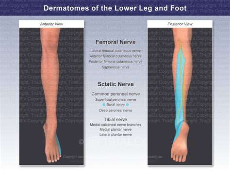 Dermatomes Of The Lower Leg And Foot Sural Nerve Trial Exhibi