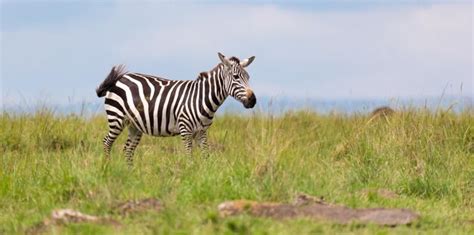 Premium Photo Zebra Standing On Field Against Sky