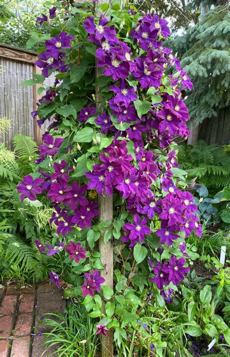 How To Plant Grow And Care For Clematis Florissa