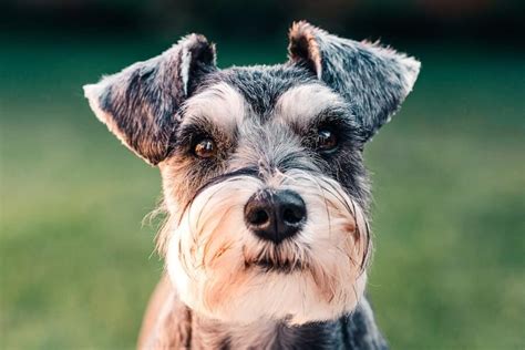 Schnauzers with Teddy Bear Haircuts