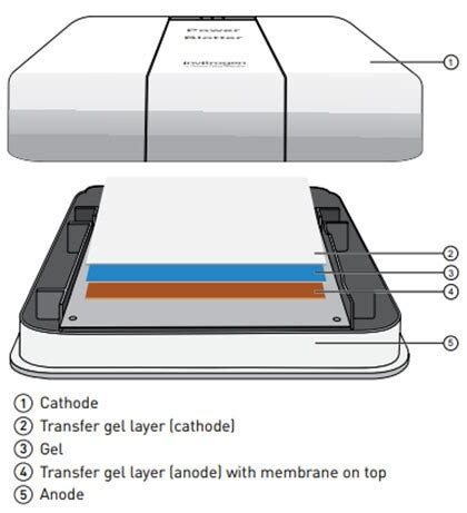 Western Blot Transfer Methods Thermo Fisher Scientific IT