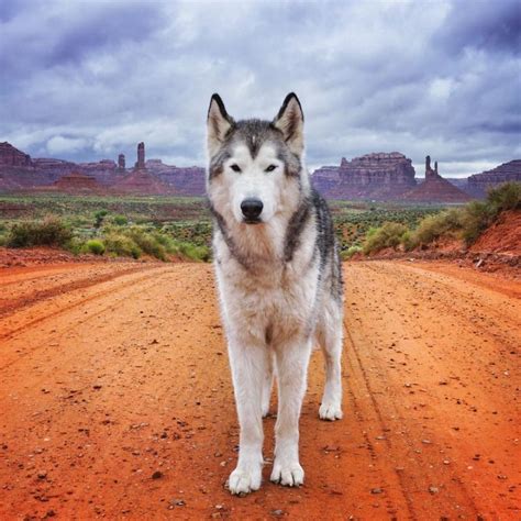 Husky Arctic Wolf Malamute Mix | 1001doggy.com