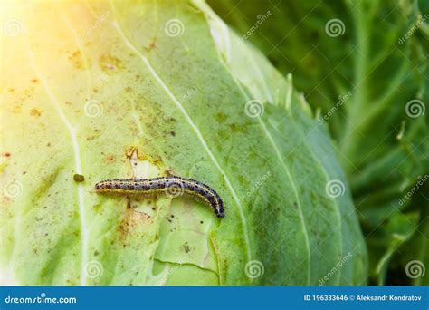 Insect Caterpillar On A Green Leaf Of Cabbage Eats A Plant A Garden