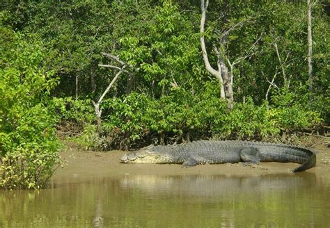 Bhitarkanika National Park - Image Credit @ Wiki | India Travel Forum