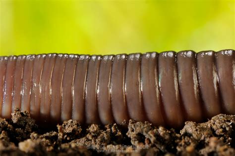 Common Earthworm Nightcrawler Lumbricus Terrestris Heidi Hans