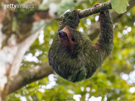 Brown throated three toed sloth hanging on tree 이미지 1364484834 게티이미지뱅크