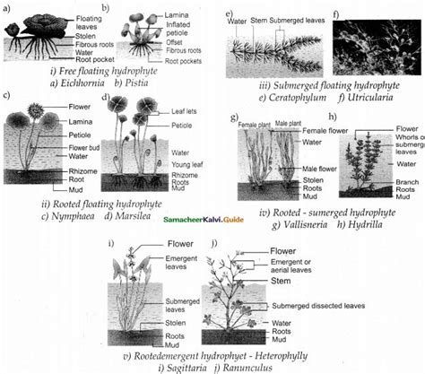 Principles Of Ecology In Samacheer Kalvi Th Bio Botany Guide