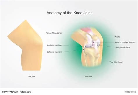 Symptoms of a knee ligament injury - Greater Rochester Orthopaedics