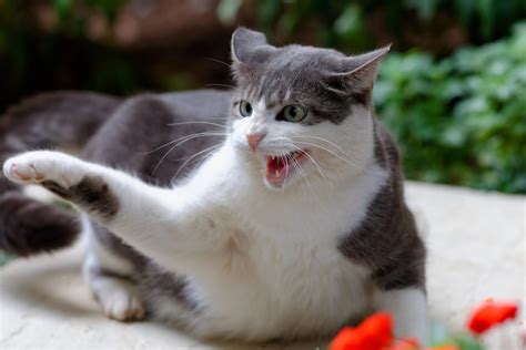 15 Traumatized Cat Symptoms And How To Deal With Them