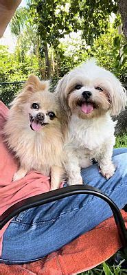 Davie Fl Pomeranian Shih Tzu Meet Gracie Stacy A Pet For Adoption