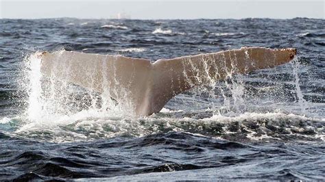 White Humpback Whale Migaloo Spotted Off Australia Abc Chicago