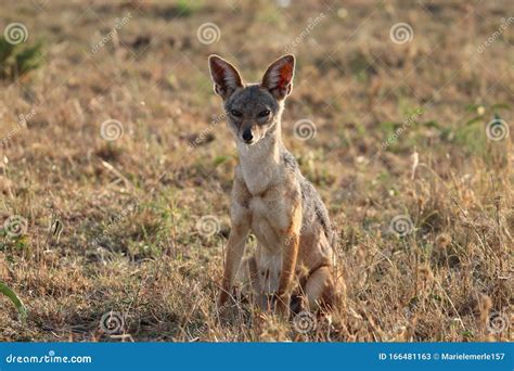 Black Backed Jackal Sitting In The African Savannah Stock Image