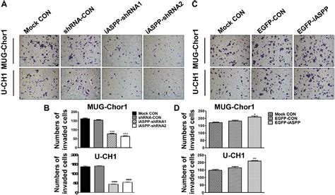 Correction IASPP Overexpression Is Associated With Clinical Outcome In