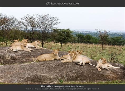 Tanzania Safari 4 Day Camping Safari Tarangire Serengeti And Ngorongoro