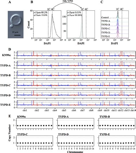 Titan Cells Generate Haploid Progeny Under Nutrient Replete Conditions