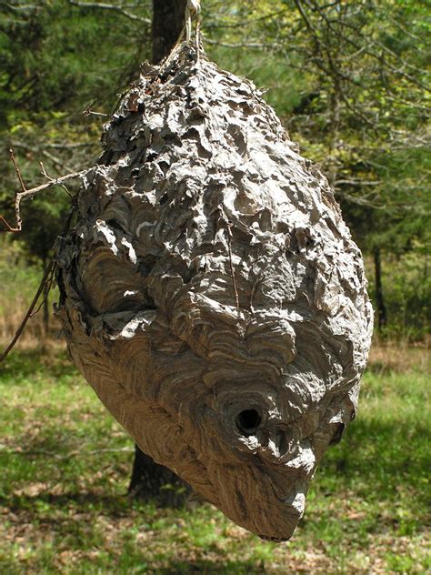 Hornets Nest Bee Hive Social Insects Wildlife Decor